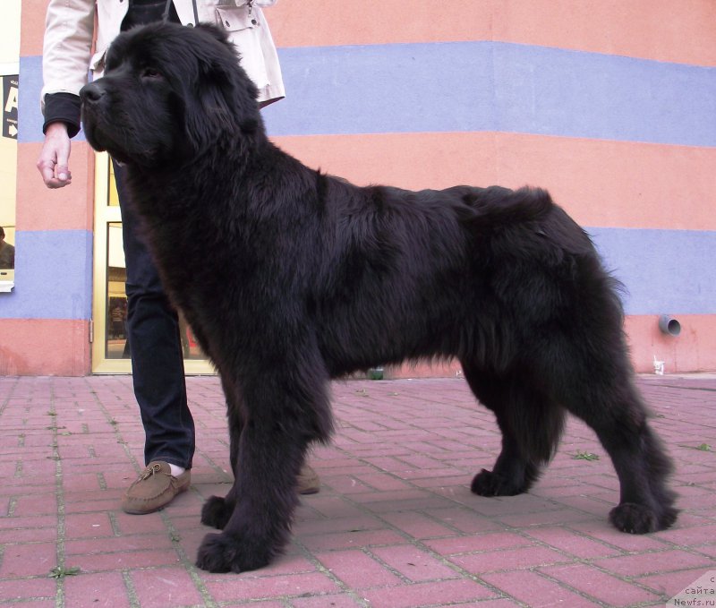 Фото: ньюфаундленд Big Sky Bear Brezza Di Mare