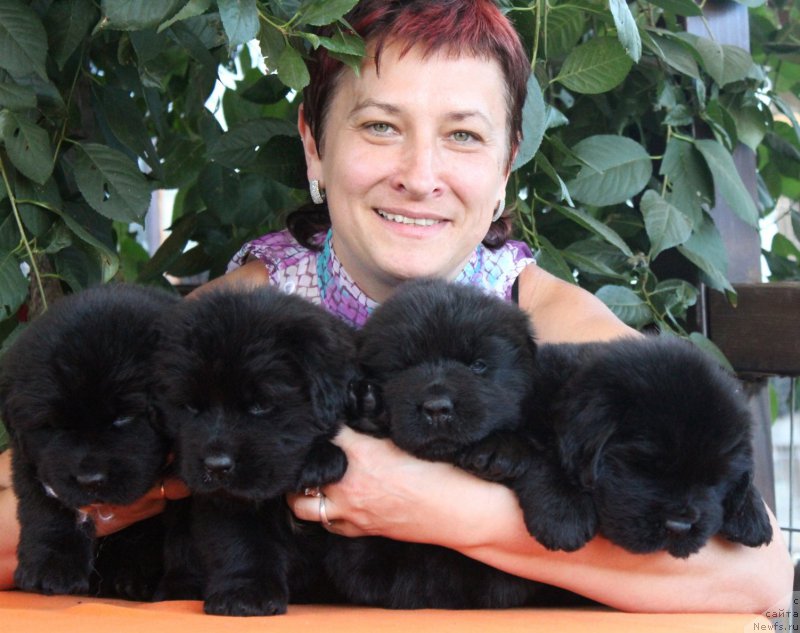 Фото: Елена Медведева, ньюфаундленд Акватория Келвин Явное Чудо, ньюфаундленд Акватория Келвин Яуза (Aquatoriya Kelvin Yauza), ньюфаундленд Акватория Келвин Ярославна, ньюфаундленд Акватория Келвин Ярмарка