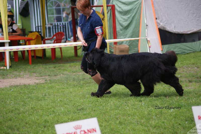 Фото: ньюфаундленд Гранд Бэби Ариадна