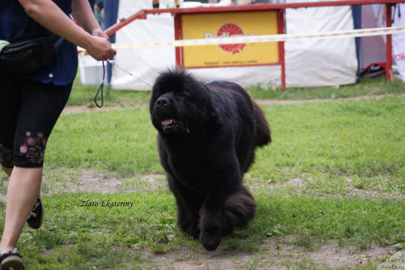 Фото: ньюфаундленд Гранд Бэби Ариадна