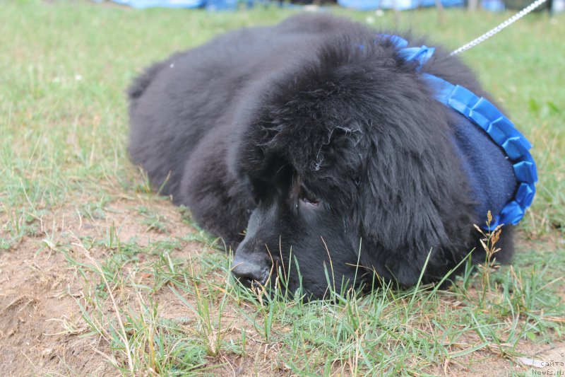 Фото: ньюфаундленд Блэк Диамонд Агидель от Потапа Чарлиза