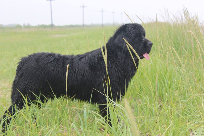 Фото: ньюфаундленд Черная Мафия Маттер оф Тиме (Chernaya Mafia Matter of Time)