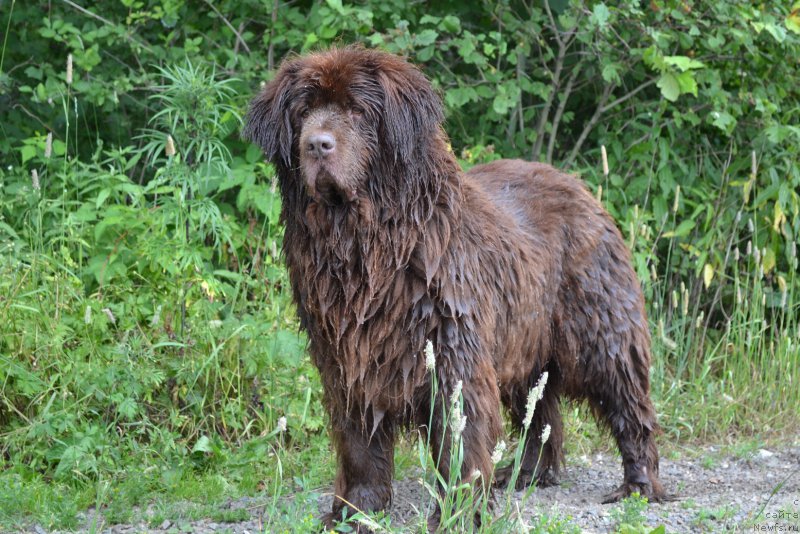 Фото: ньюфаундленд Аркадия Виват Арбона