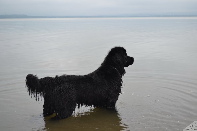 Фото: ньюфаундленд Талисман Моря Магия Волн
