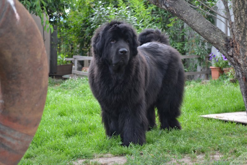 Фото: ньюфаундленд I'm Little Princess Midnight Bear