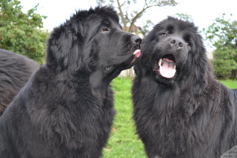 Фото: ньюфаундленд I'm Little Princess Midnight Bear, ньюфаундленд Талисман Моря Мишель