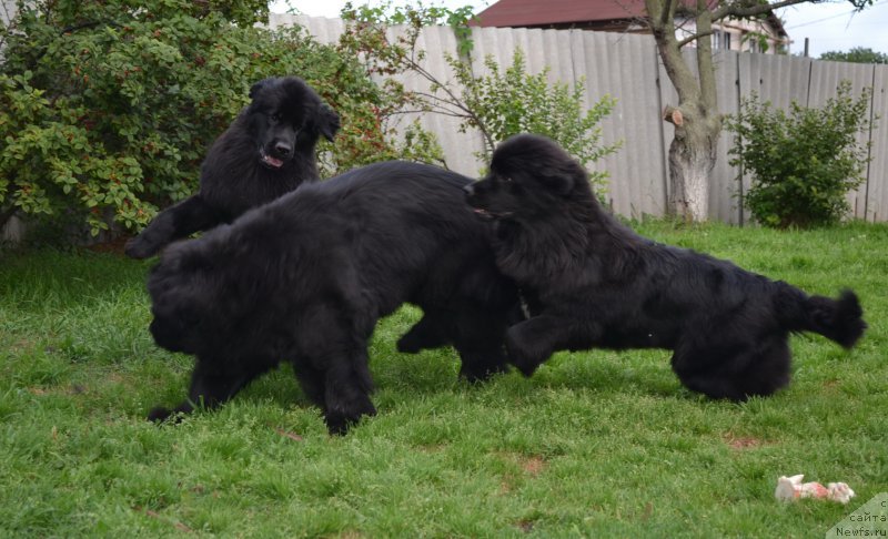 Фото: ньюфаундленд Талисман Моря Магия Волн, ньюфаундленд I'm Little Princess Midnight Bear, ньюфаундленд Талисман Моря Мишель