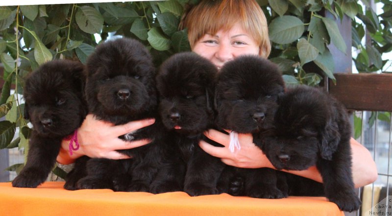 Фото: Татьяна Абутова, ньюфаундленд Акватория Келвин Франшиза (Aquatoriya Kelvin Franshize), ньюфаундленд Rain Coast How can I Fall