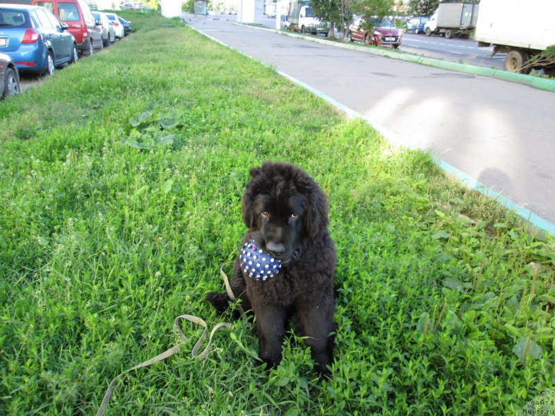 Фотография № 158859