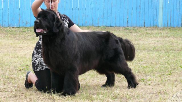 Фото: ньюфаундленд Акватория Келвин Голден Спирит (Aquatoriya Kelvin Golden Spirit)