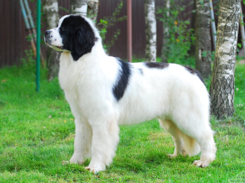 Фото: ньюфаундленд Флюфи Аваланч Привилегия