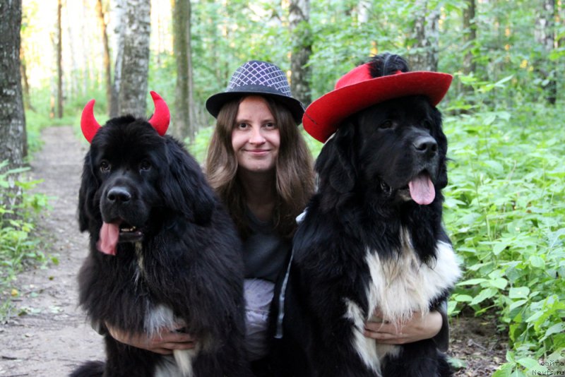 Фото: ньюфаундленд Старбимовлав Гардемарин, Кити, Алла Тузкова