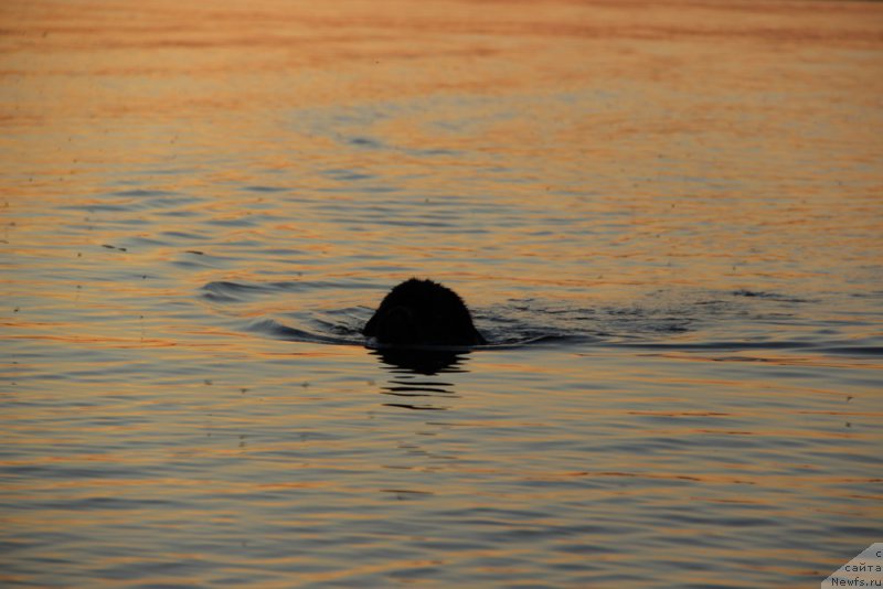 Фото: ньюфаундленд Старбимовлав Гардемарин