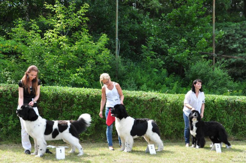 Фото: ньюфаундленд Черная Мафия Зебра Тиме (Chernaya Mafia Zebra Time)