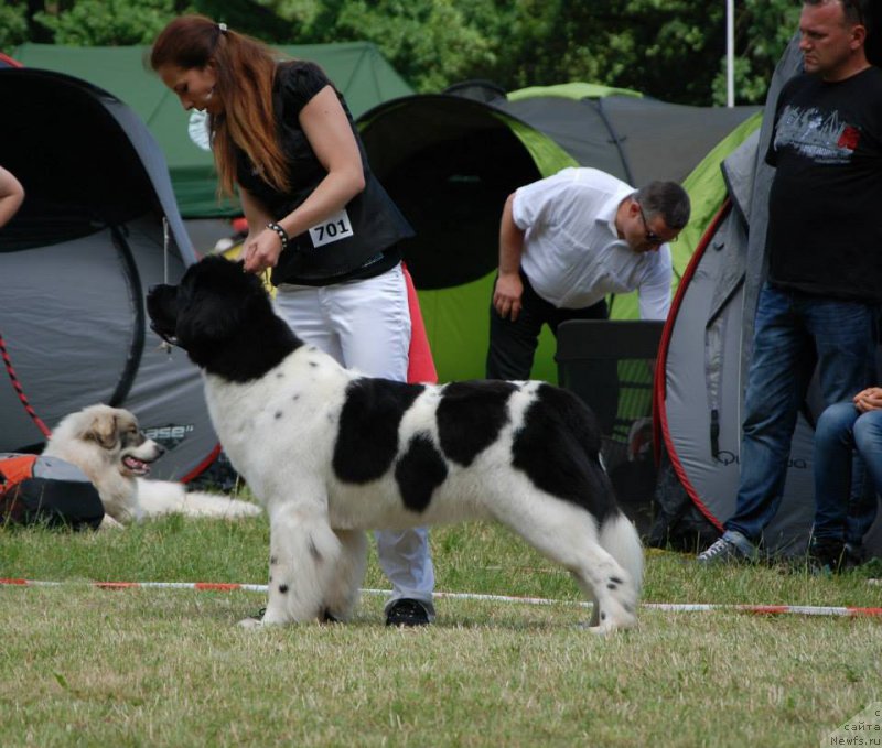 Фото: ньюфаундленд Черная Мафия Зебра Тиме (Chernaya Mafia Zebra Time)