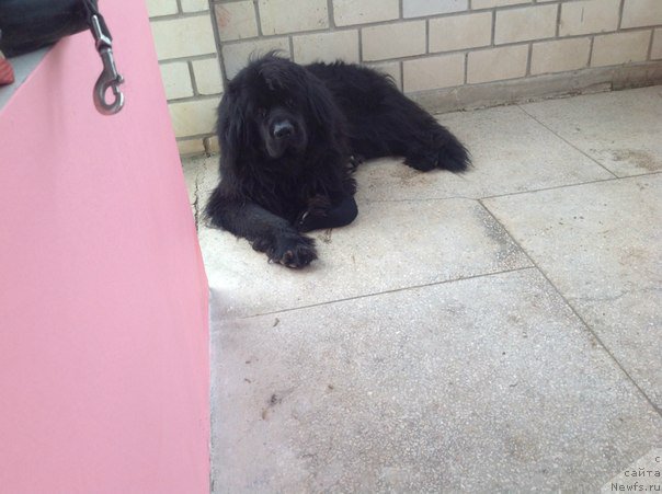 Фото: ньюфаундленд Сириус Блэк Вэй