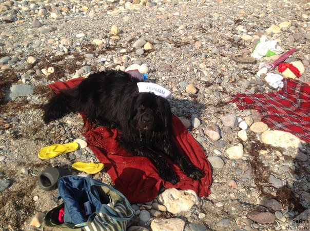 Фото: ньюфаундленд Сириус Блэк Вэй