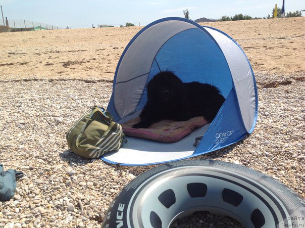 Фото: ньюфаундленд Сириус Блэк Вэй