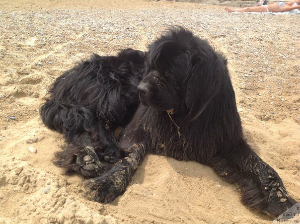 Фото: ньюфаундленд Сириус Блэк Вэй