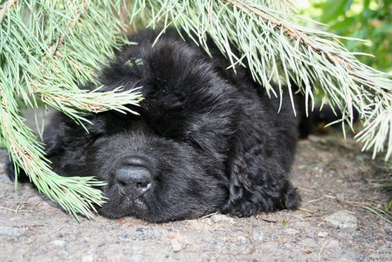 Фото: ньюфаундленд Черная Мафия Шорт анд Свеет (Chernaya Mafia Short and Sweet)