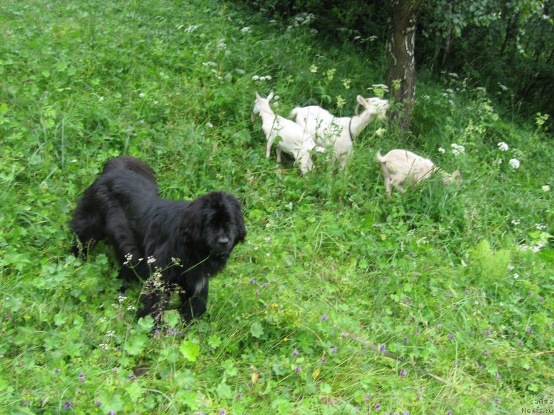 Фотография № 158916