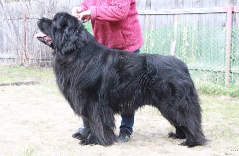 Фото: ньюфаундленд Акватория Келвин Премиум фром Никас