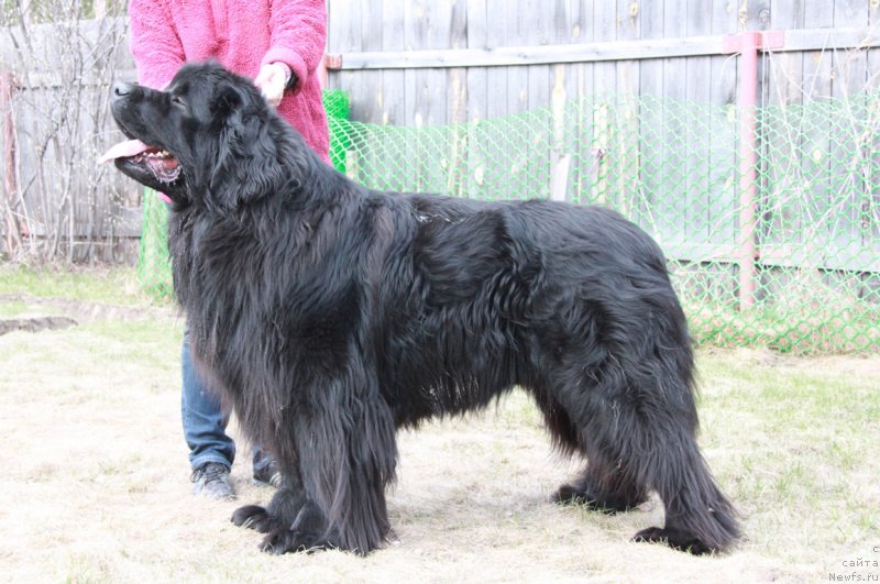 Фото: ньюфаундленд Акватория Келвин Премиум фром Никас