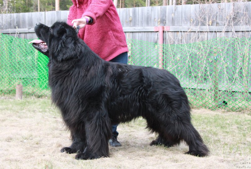 Фото: ньюфаундленд Акватория Келвин Премиум фром Никас