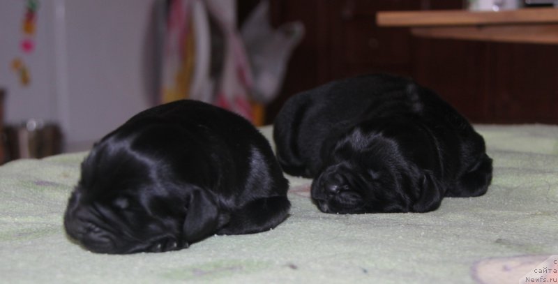 Фото: ньюфаундленд Аквиан Сонг Океаник Винд, и, ньюфаундленд Аквиан Сонг Овер зе Юниверс