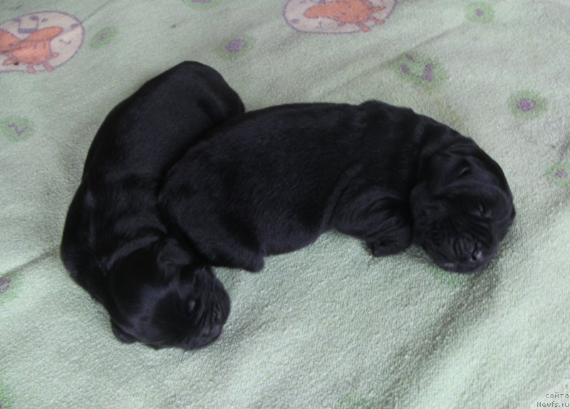 Фото: ньюфаундленд Аквиан Сонг Океаник Винд, и, ньюфаундленд Аквиан Сонг Овер зе Юниверс