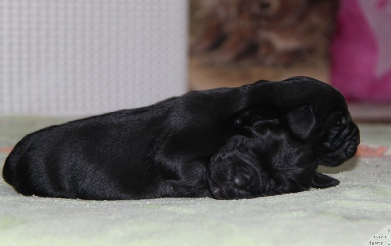 Фото: ньюфаундленд Аквиан Сонг Океаник Винд, и, ньюфаундленд Аквиан Сонг Овер зе Юниверс