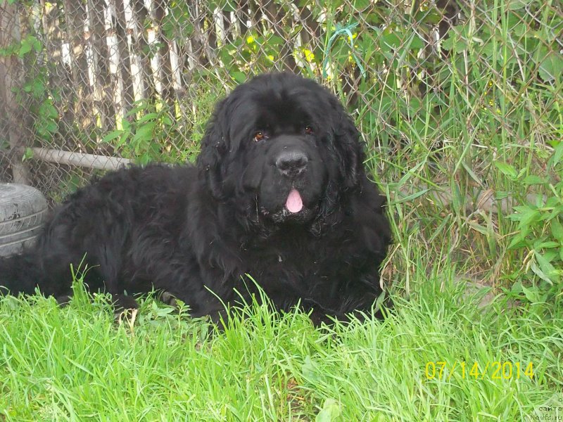 Фото: ньюфаундленд Вито Качо Ферл (Vito Kacho Ferl)