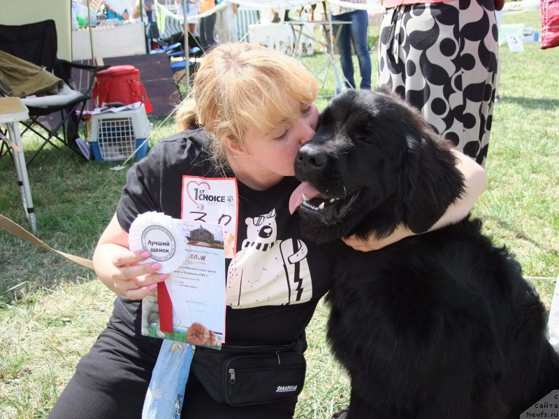 Фото: ньюфаундленд Вакула Олимпийский Мишка, Юлия Вашкина