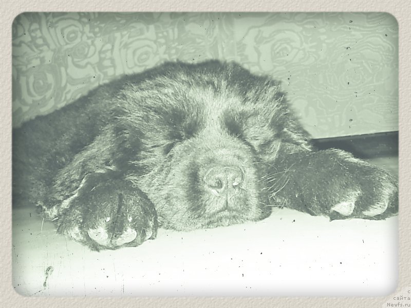 Фото: ньюфаундленд Вакула Олимпийский Мишка