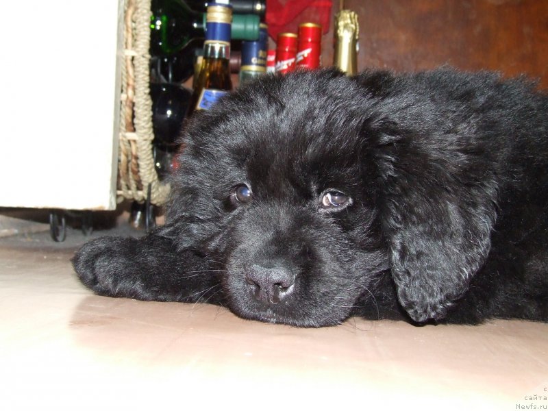 Фото: ньюфаундленд Вакула Олимпийский Мишка