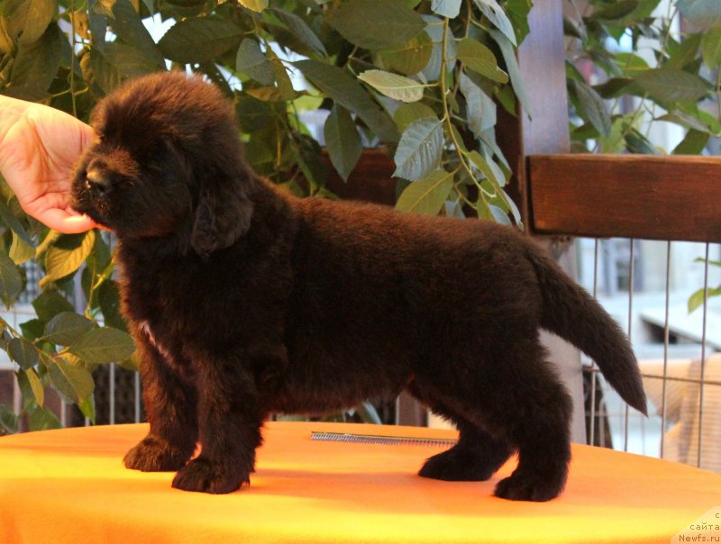 Фото: ньюфаундленд Акватория Келвин Ярослав