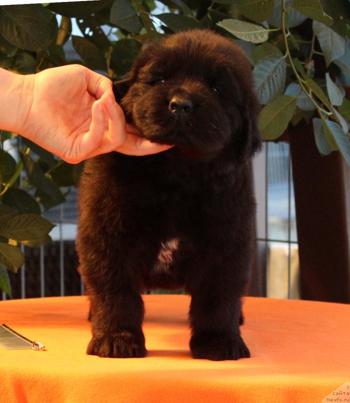 Фото: ньюфаундленд Акватория Келвин Ярослав