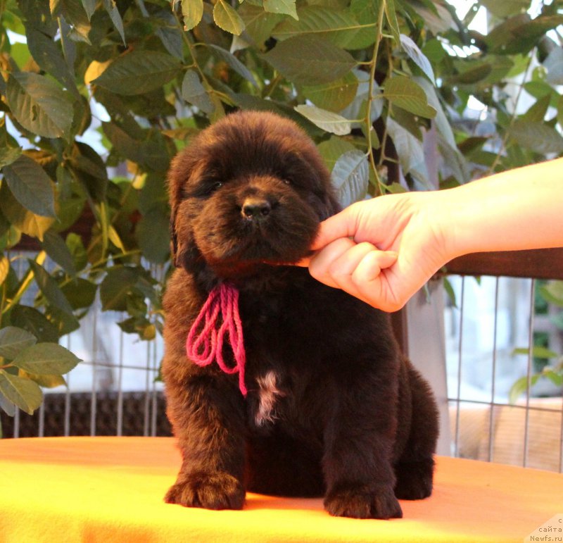 Фото: ньюфаундленд Акватория Келвин Ярослав