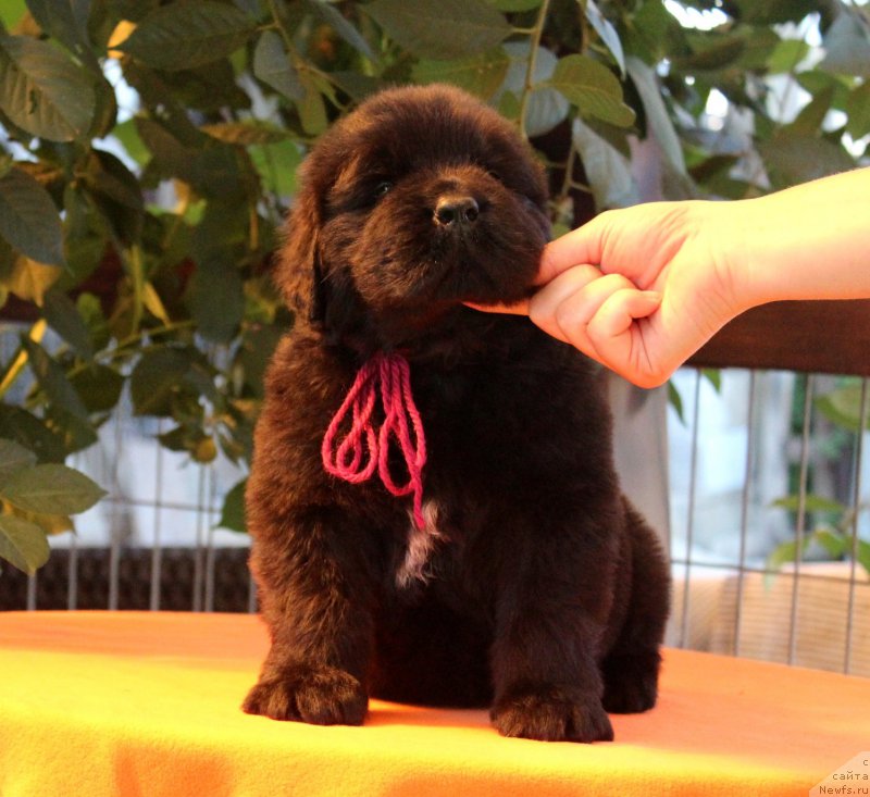 Фото: ньюфаундленд Акватория Келвин Ярослав