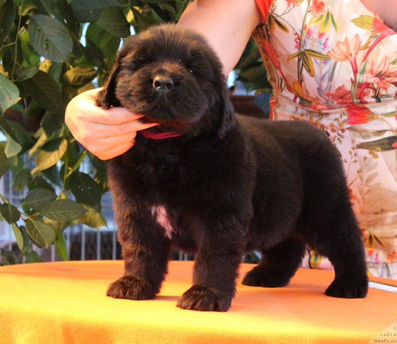 Фото: ньюфаундленд Акватория Келвин Ярослав