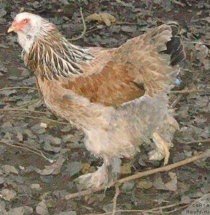 Фотография № 158946