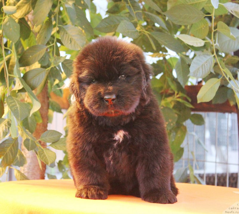 Фото: ньюфаундленд Акватория Келвин Ягермайстер фо Riesrand