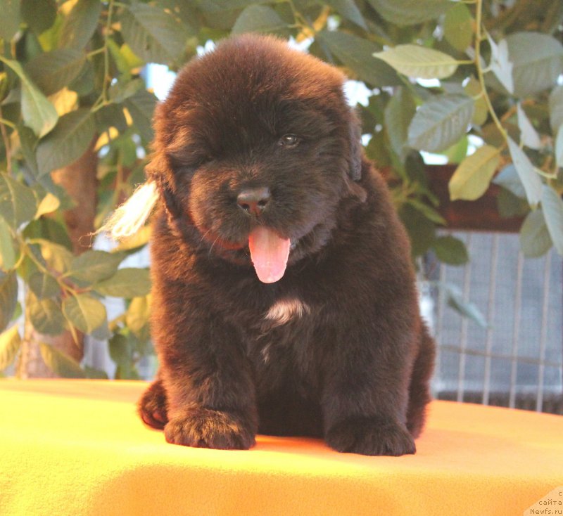 Фото: ньюфаундленд Акватория Келвин Яхтсмен