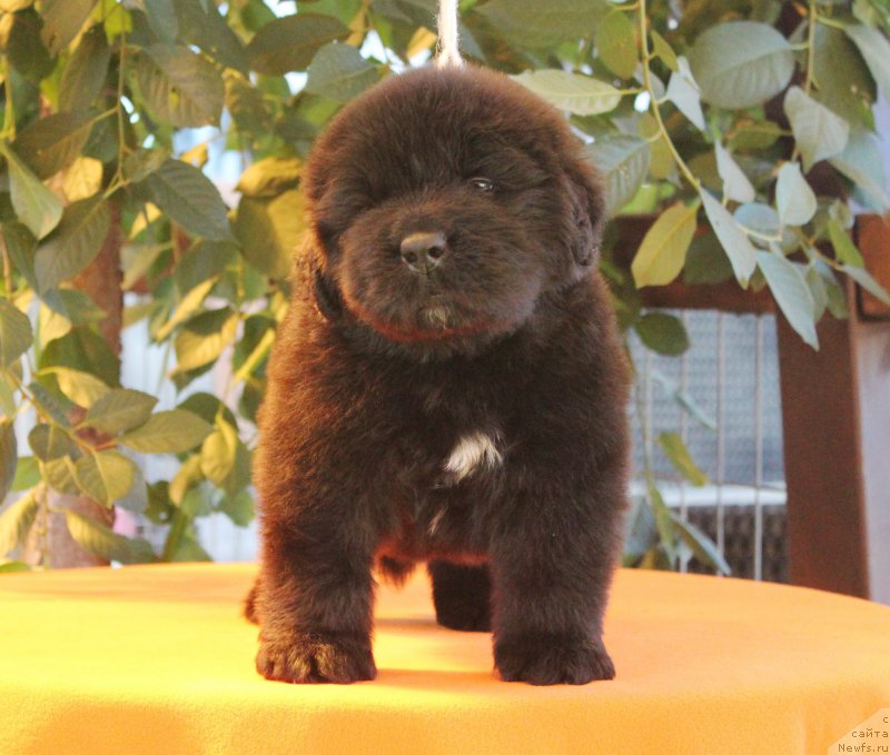 Фото: ньюфаундленд Акватория Келвин Яхтсмен