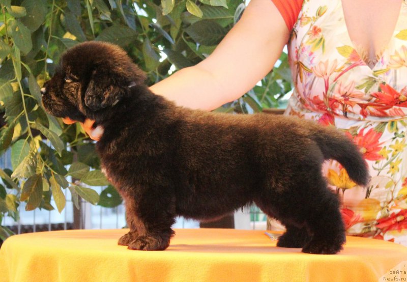 Фото: ньюфаундленд Акватория Келвин Яхтсмен