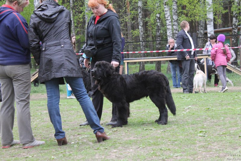 Фото: ньюфаундленд Вакула Олимпийский Мишка