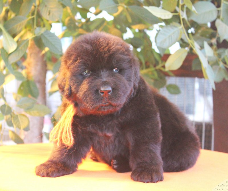 Фото: ньюфаундленд Акватория Келвин Франшиза (Aquatoriya Kelvin Franshize), ньюфаундленд Rain Coast How can I Fall
