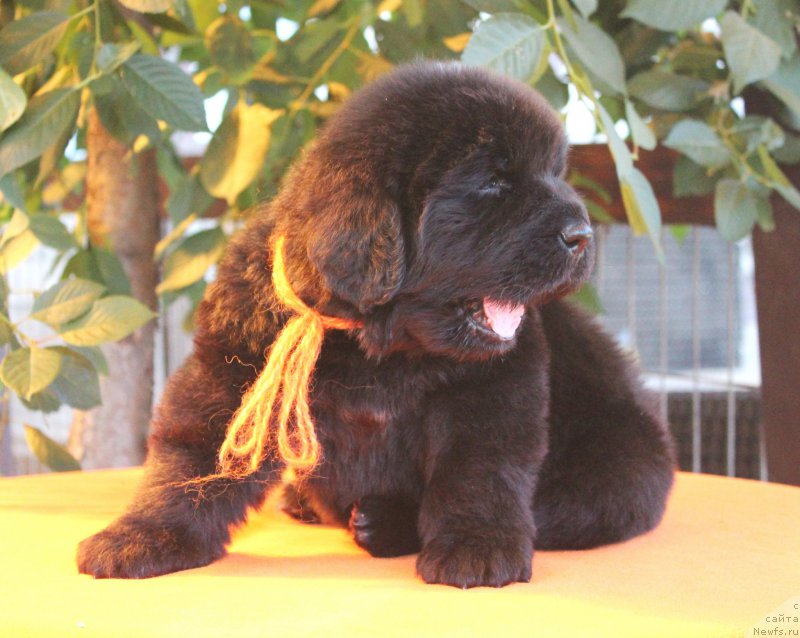 Фото: ньюфаундленд Акватория Келвин Франшиза (Aquatoriya Kelvin Franshize), ньюфаундленд Rain Coast How can I Fall