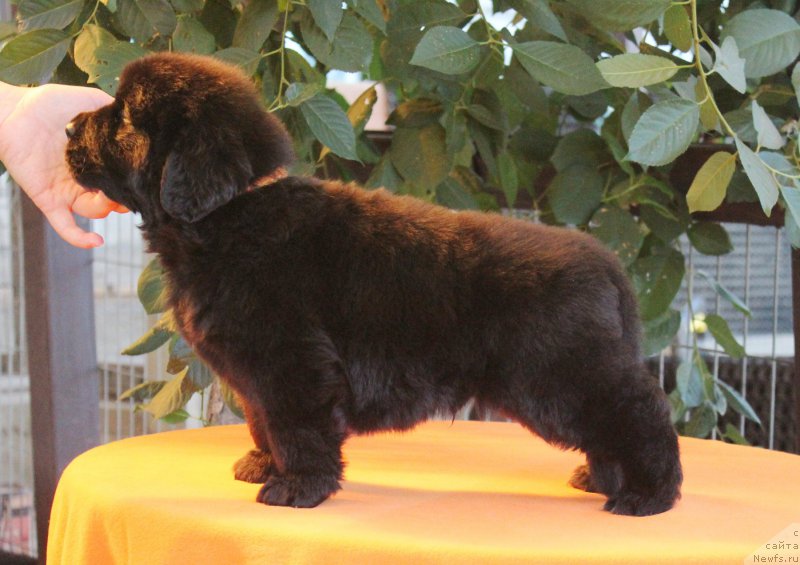 Фото: ньюфаундленд Акватория Келвин Франшиза (Aquatoriya Kelvin Franshize), ньюфаундленд Rain Coast How can I Fall