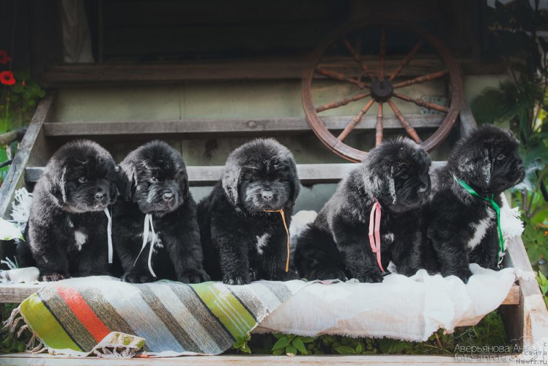 Фото: Помет 